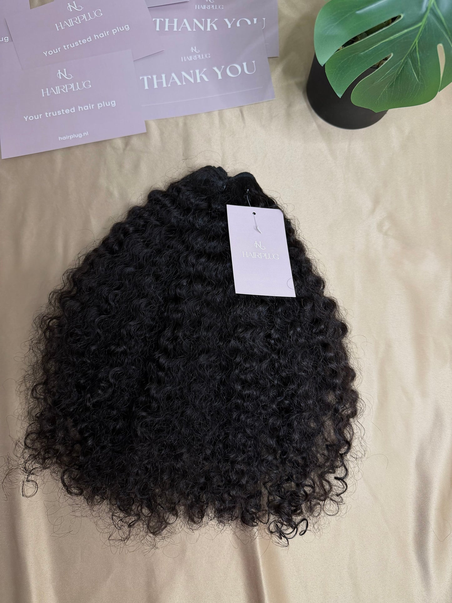 Jamaican Curly
